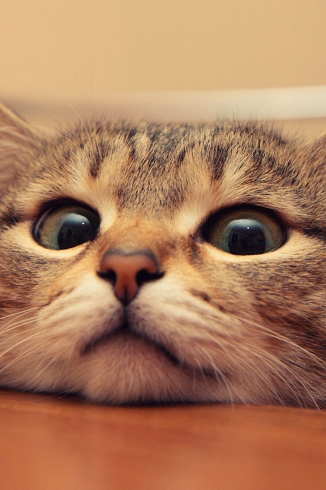 Любопытный котейка обои