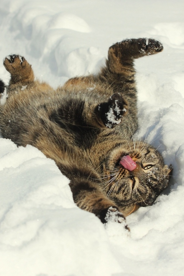 Кот валяется в снегу обои