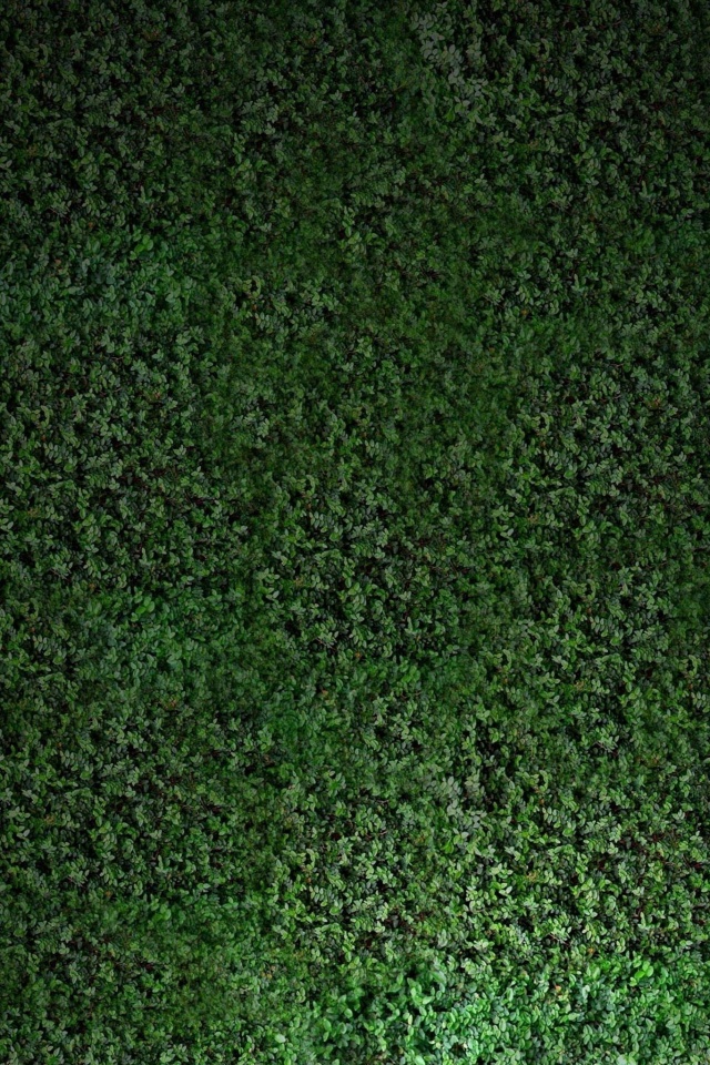 Травяной фон обои