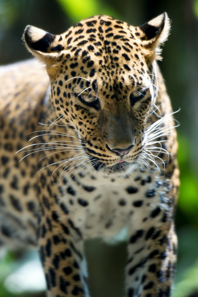 Леопард в сингапурском зоопарке обои