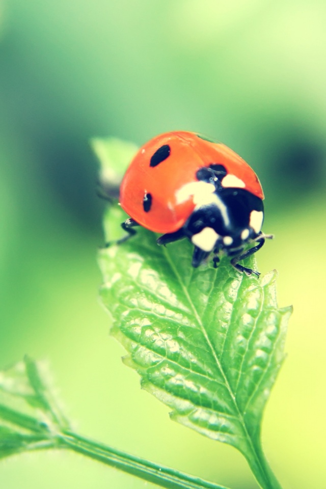 Божья коровка в макро обои