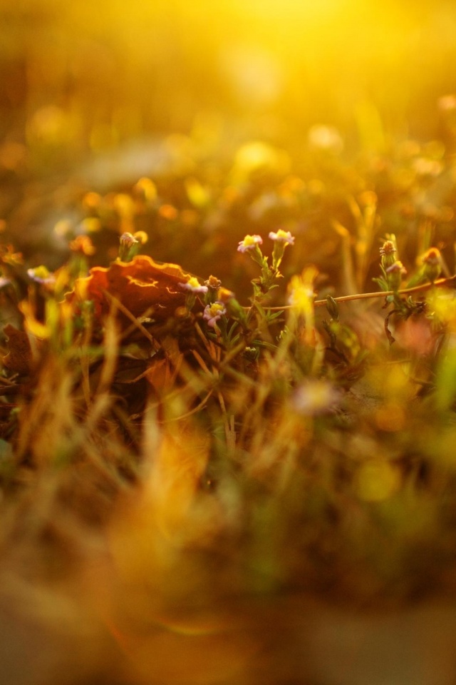 Полевые цветы в закатном солнце обои
