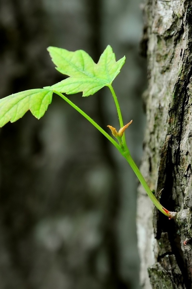 Молодой листик обои