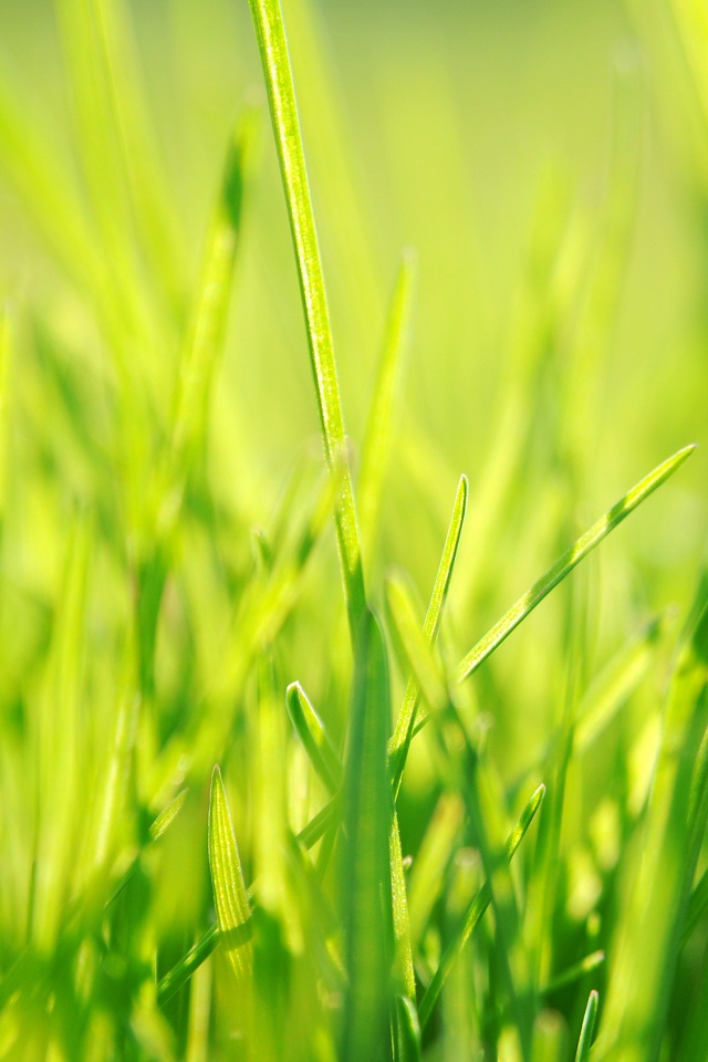 Ярко зеленая трава обои