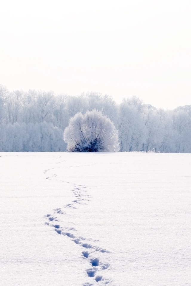Следы на снегу обои