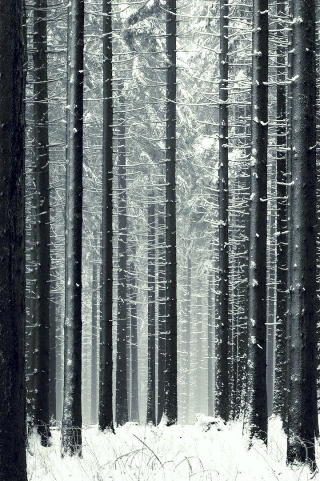 Зимний лес как штрихкод обои