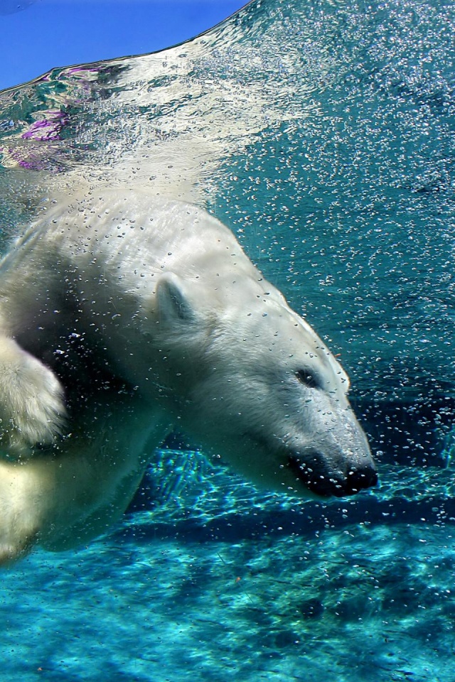 Нырнувший белый медведь обои