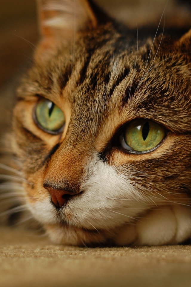 Наблюдающая кошка обои