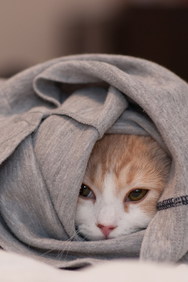 Закутавшийся в футболку кот обои