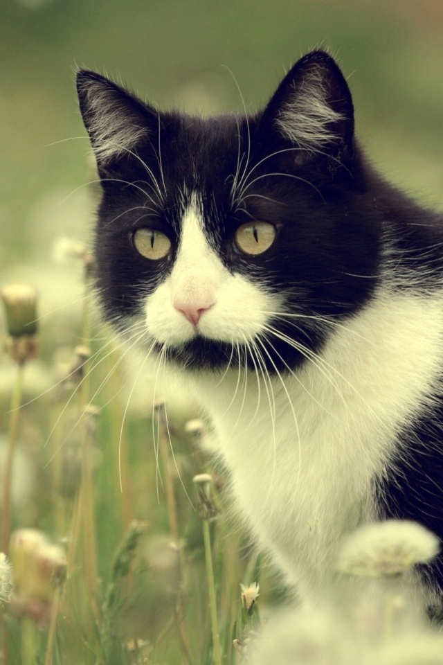 Кот в одуванчиках обои