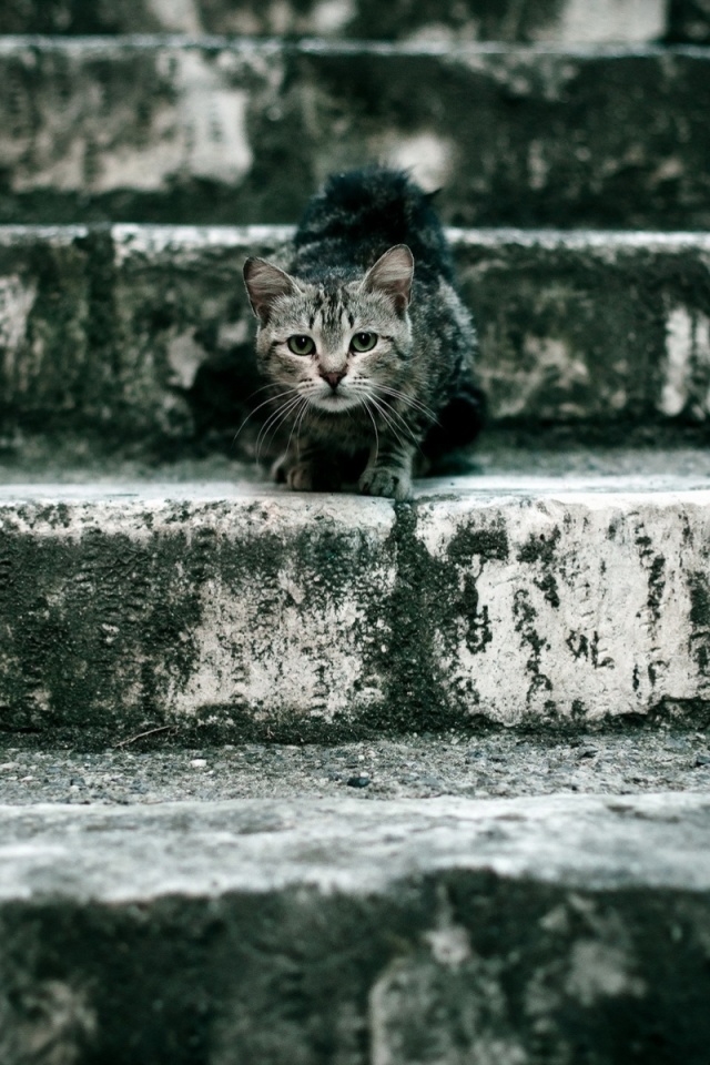Растрепанная кошка на ступеньках лестницы обои