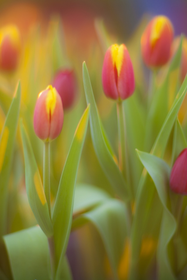 Розово-желтые тюльпаны обои