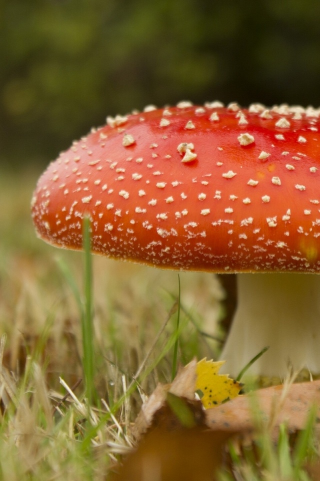 Мухомор обои