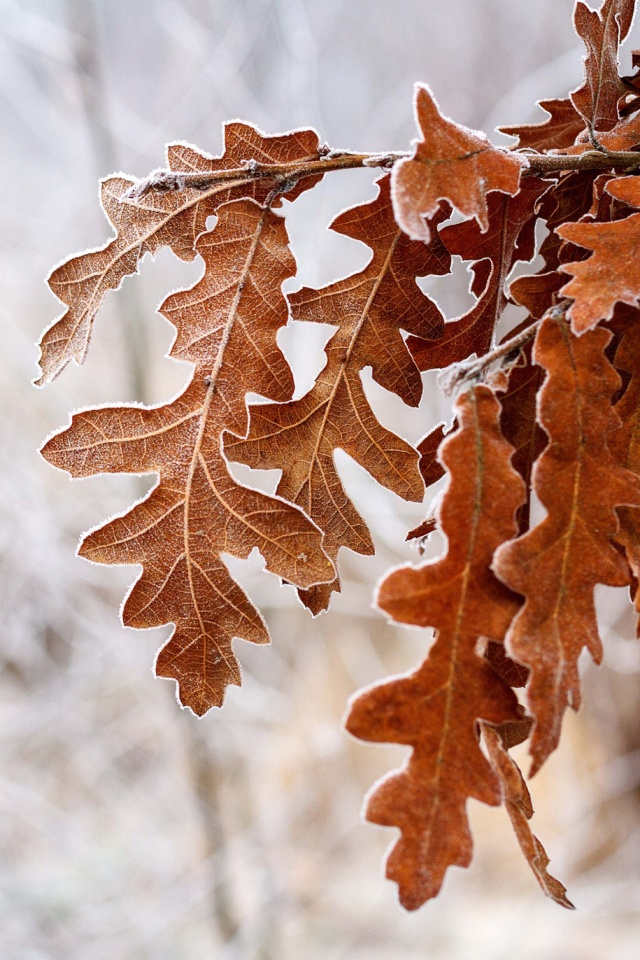 Дубовые листья обои
