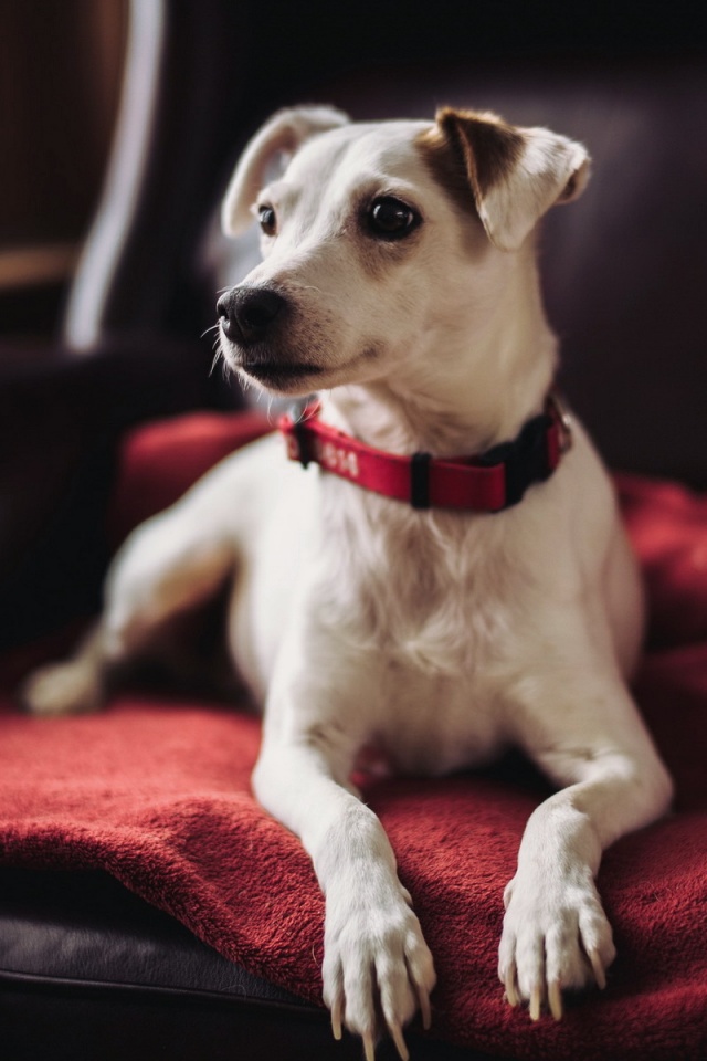 Собака на кресле обои