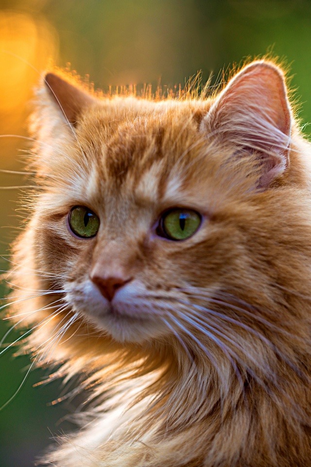 Рыжий кот в лучах солнца обои