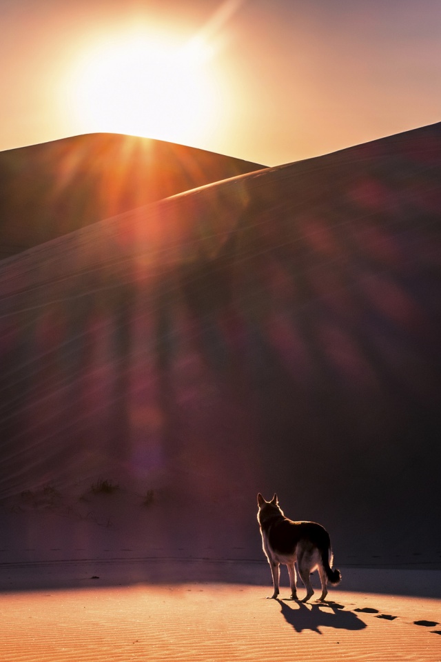 Одинокий волк обои