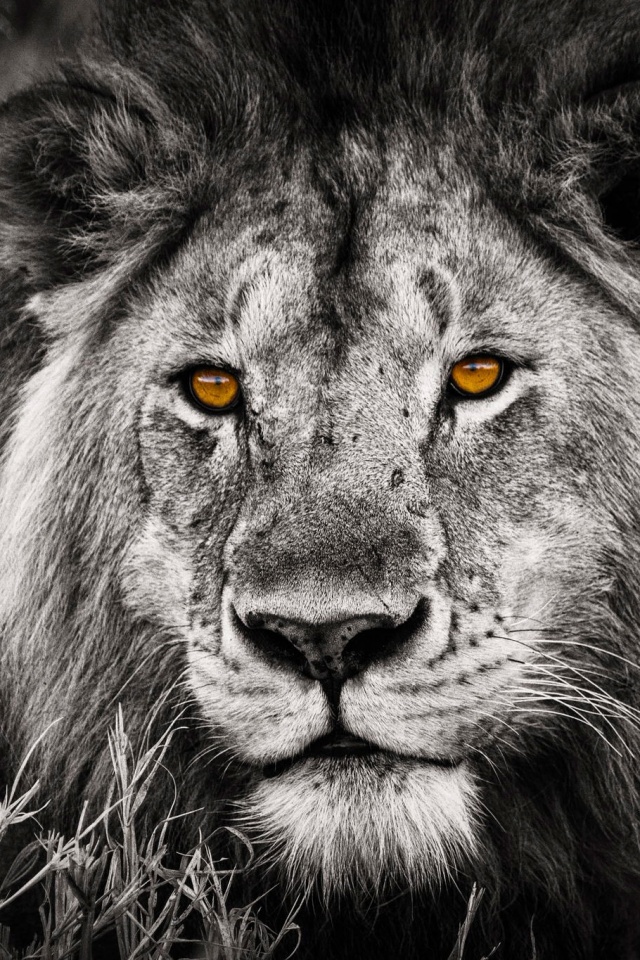 Гордый лев с горящими глазами обои