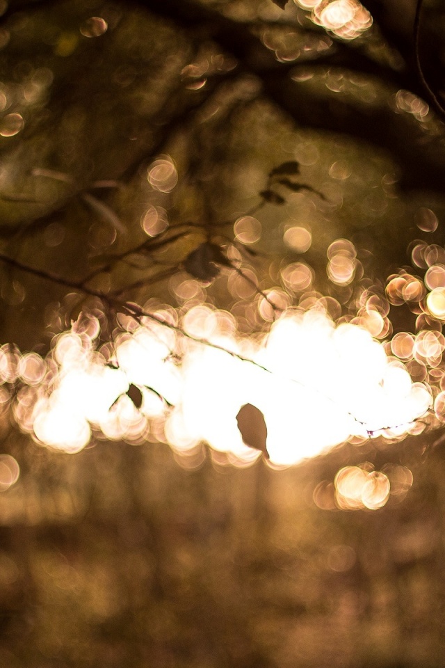 Размытый свет в парке обои