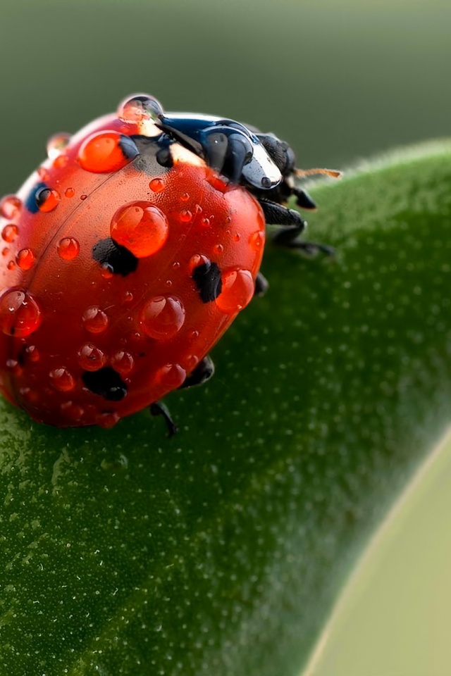 Божья коровка в макро обои