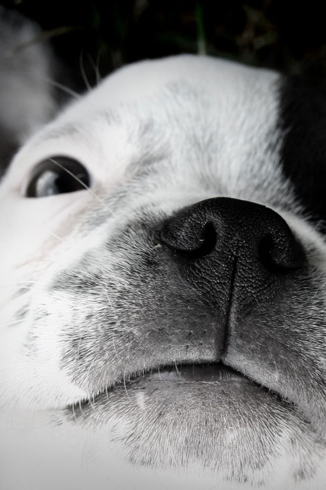 Бостонский терьер обои