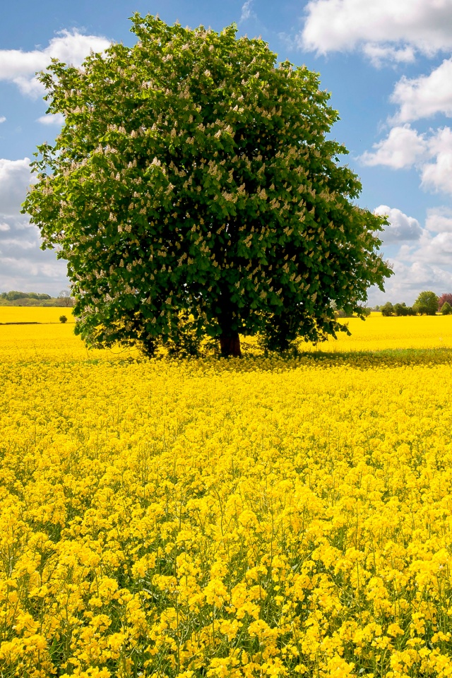 Каштан на цветочном поле обои