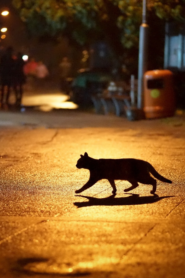 Кошка на ночной улице обои