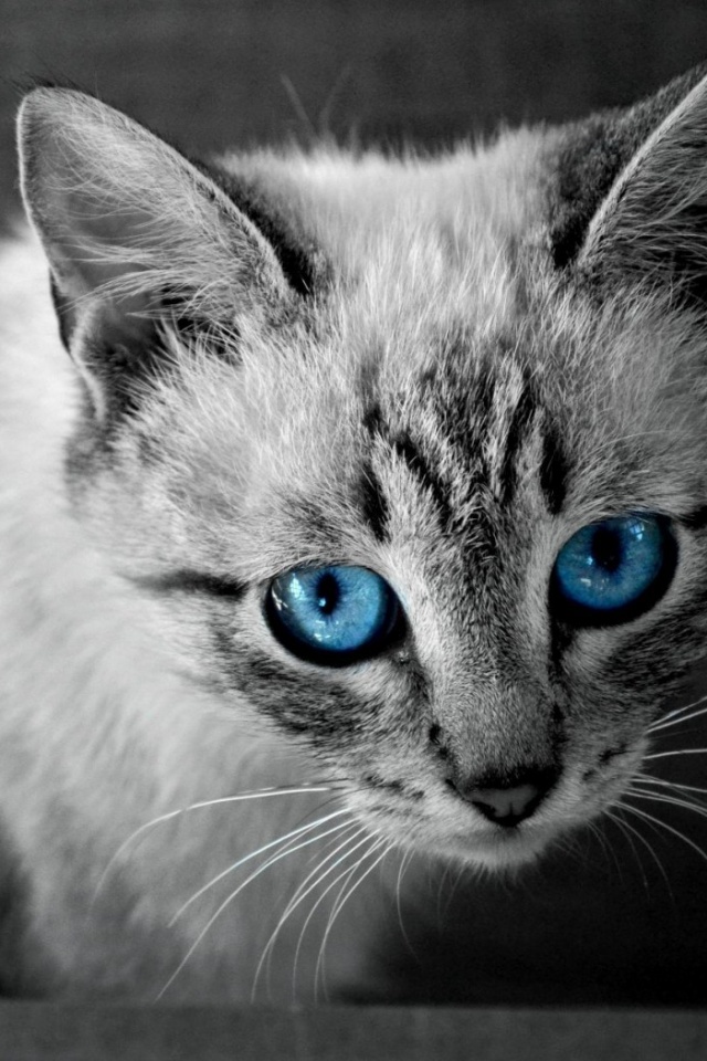 Котенок с синими глазами обои