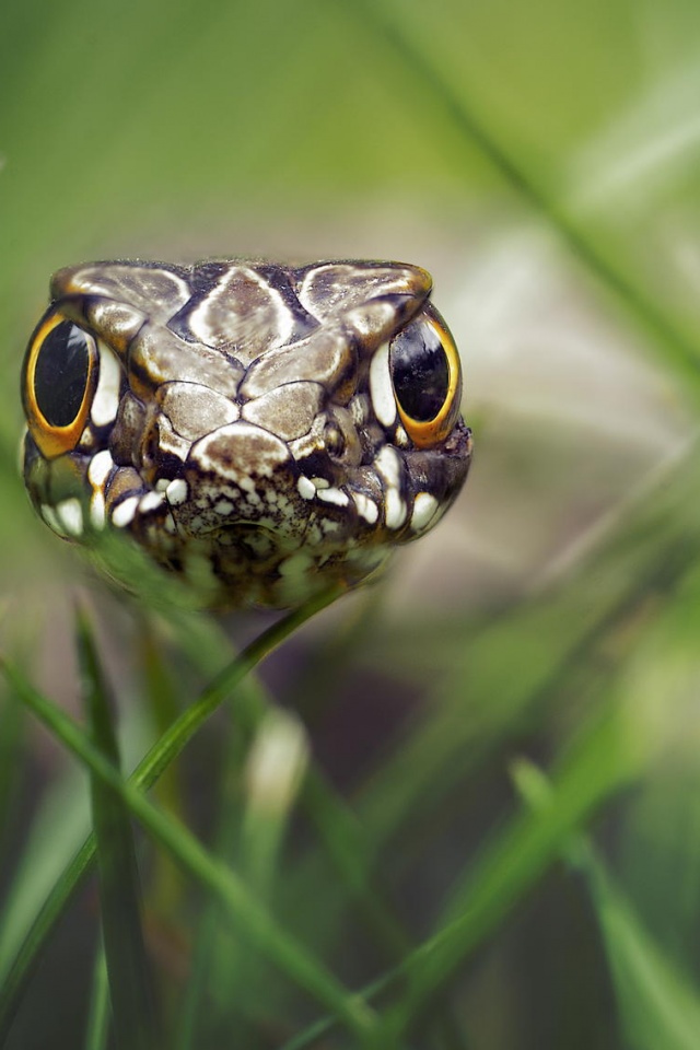 Змея в траве обои