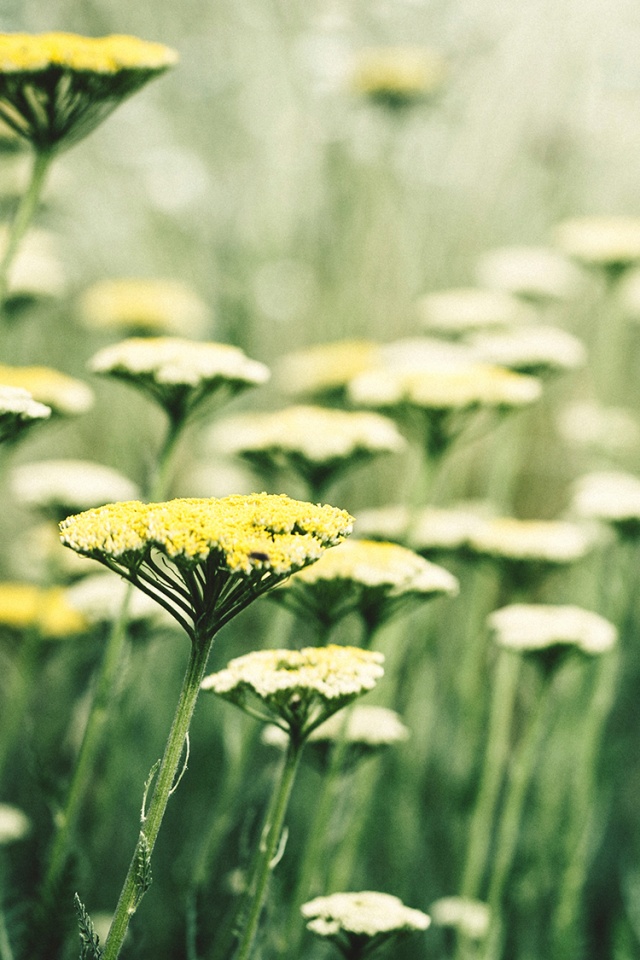 Солнцепоклонник обои