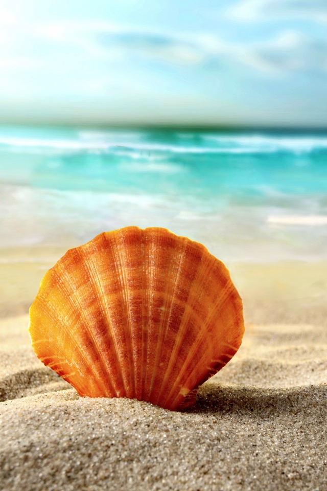 Раковина на летнем бережке обои