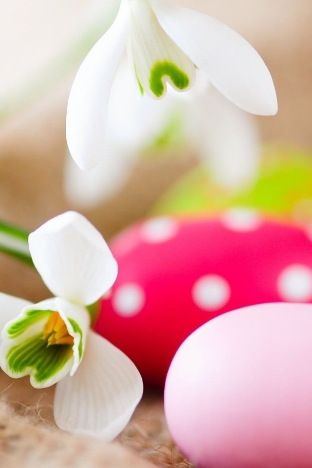 Белый цветок и яйца обои