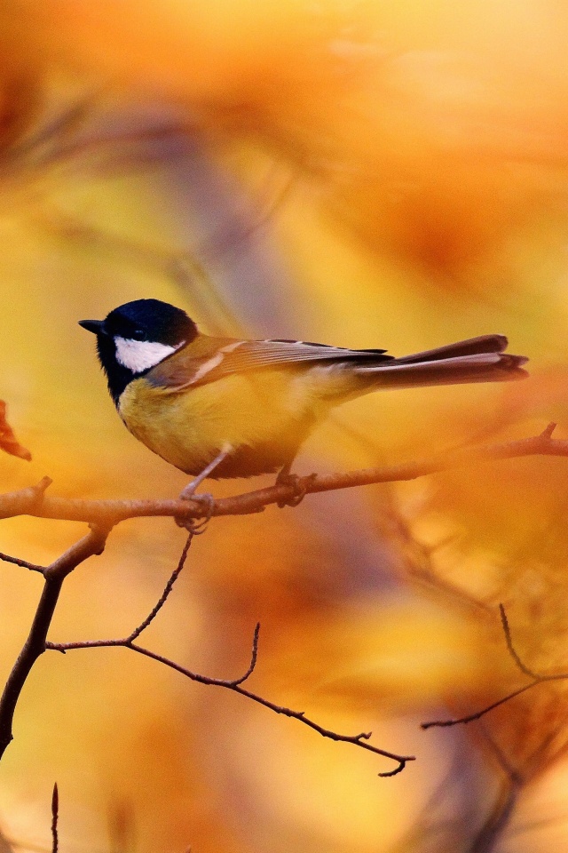 Синичка в желтой листве обои