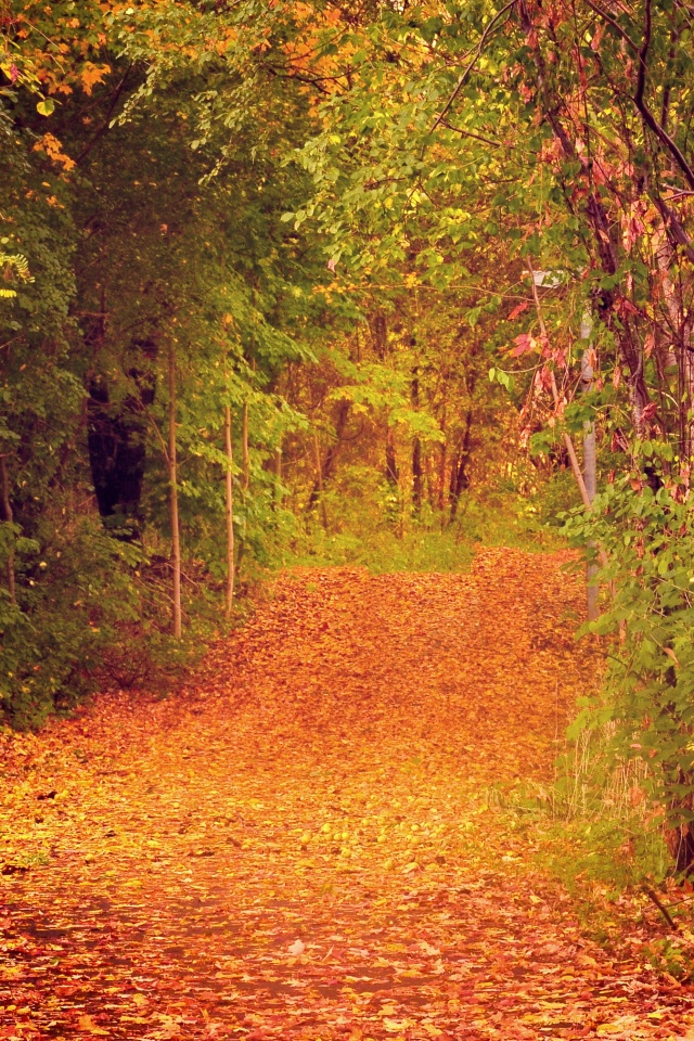 Дорожка в осеннем лесу обои
