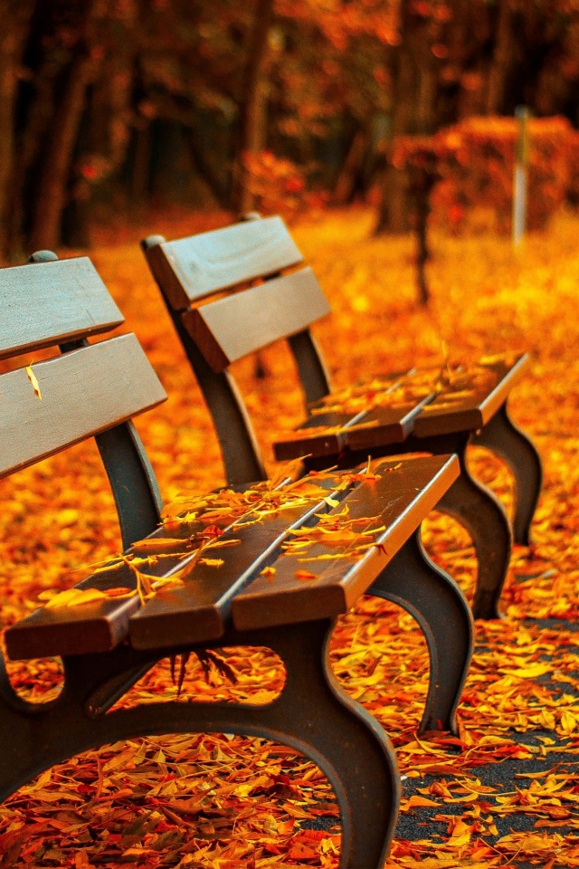 Лавочки в осеннем парке обои