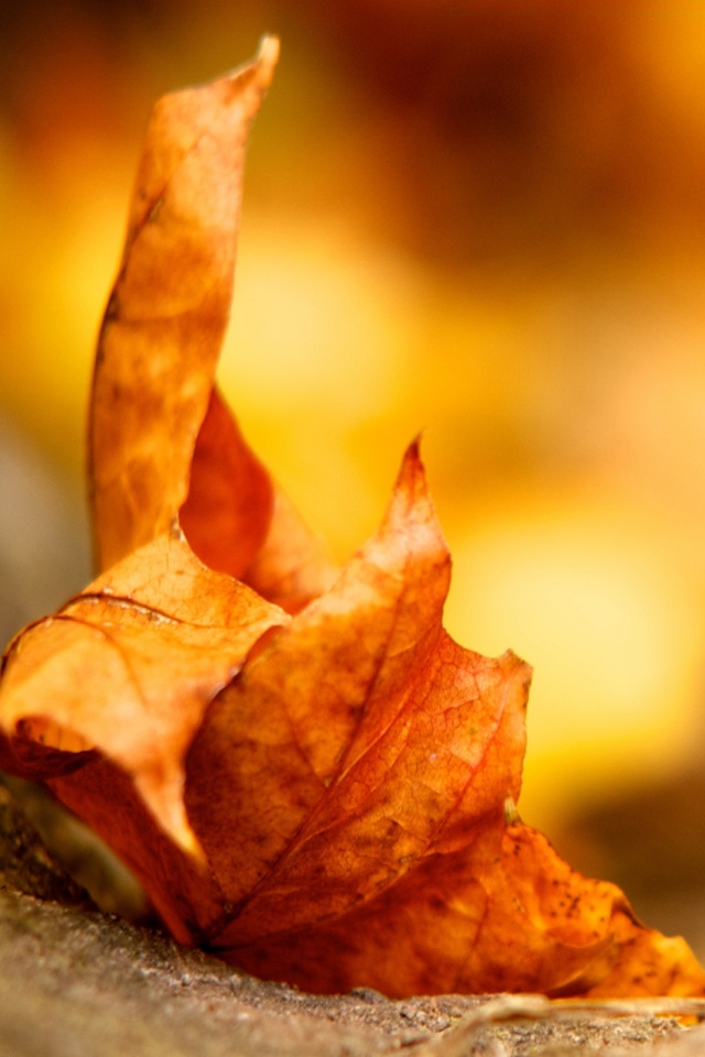 Пламенеющий осенний лист обои