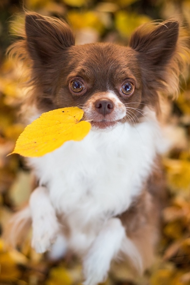 Собачка с листиком в зубах обои