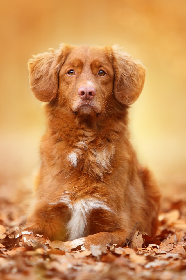 Осенний пес обои