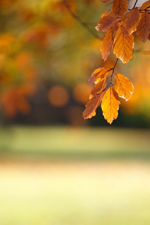 Осенний парк обои