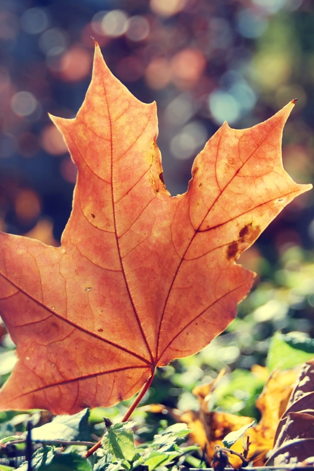 Желтый кленовый лист обои