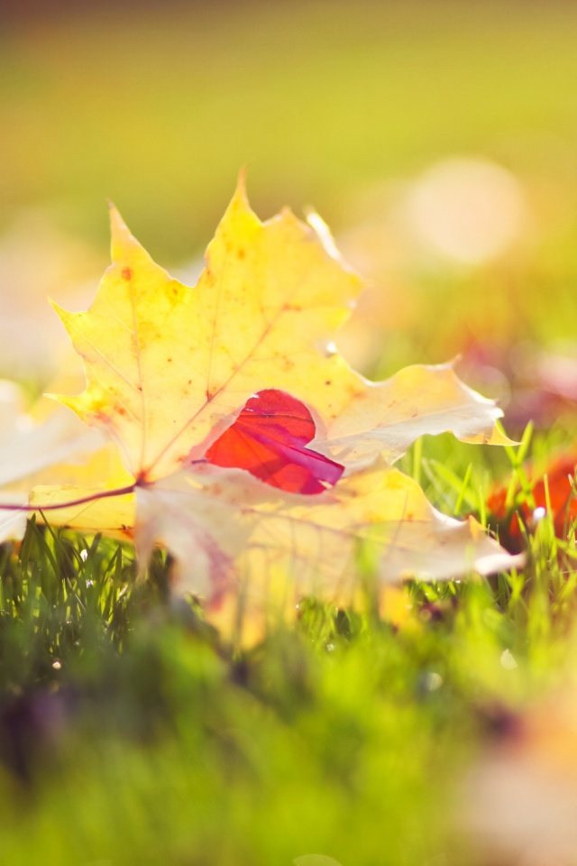 Листик в форме сердца обои