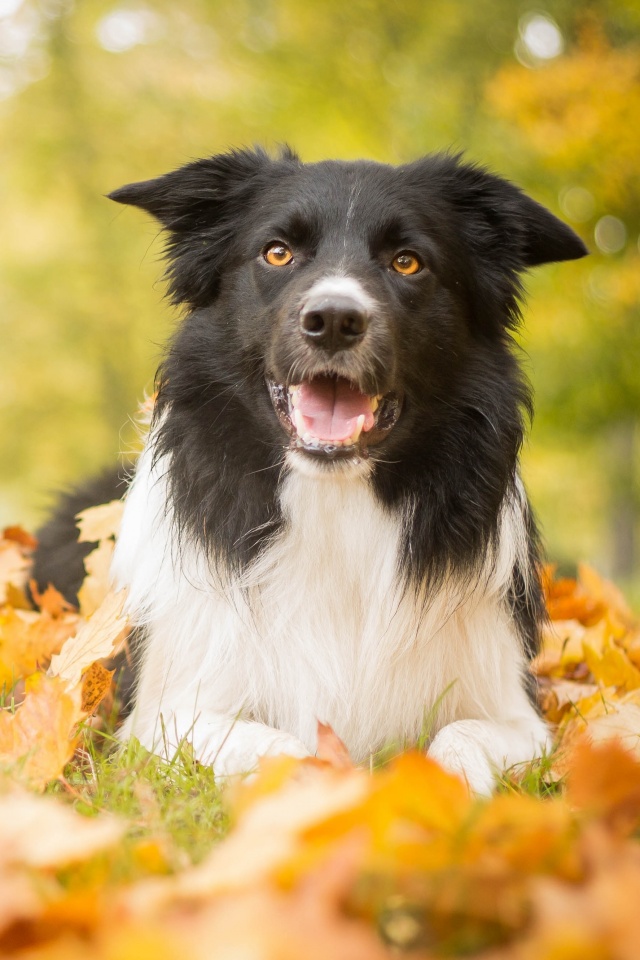 Пес среди листвы обои