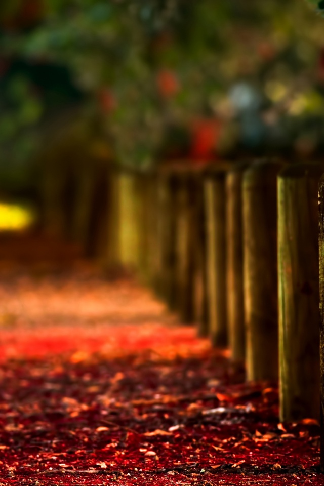 Аллея усеянная листвой обои