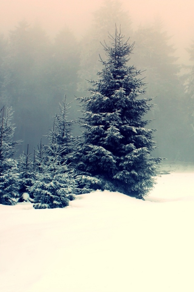 Ёлки в сугробах обои