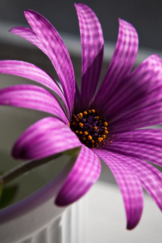 Сиреневый цветок в стакане обои