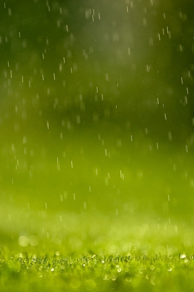 Трава под дождем обои