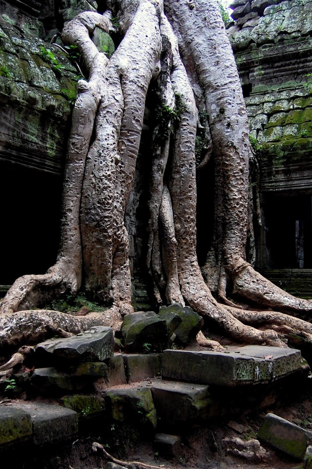 Мощные корни обои