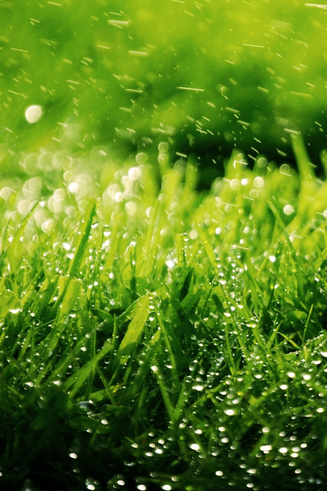 Роса на траве обои