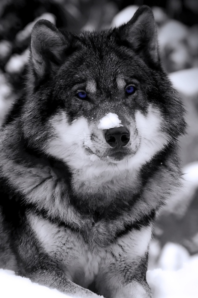 Волк с синими глазами обои