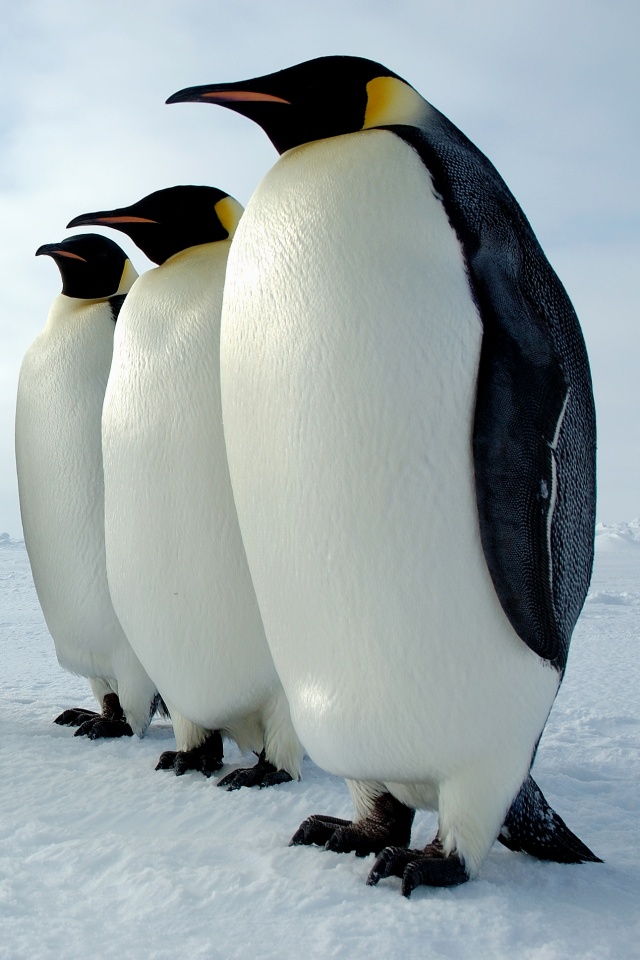 Слет пингвинов обои